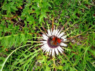 005-Tagpfauenauge am Linzer Weg